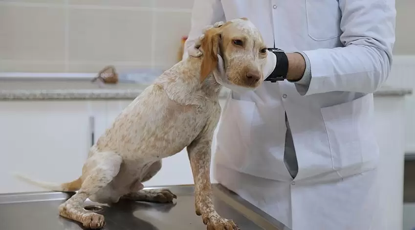 Küçükçekmece veteriner klinikleri